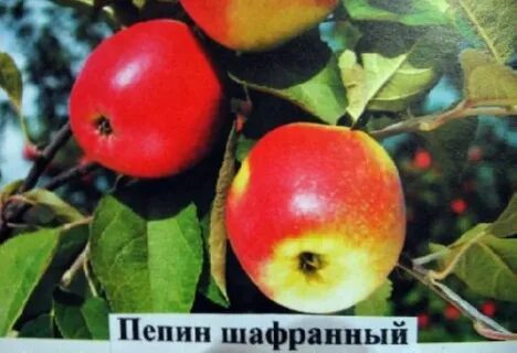 Яблоня шафранная