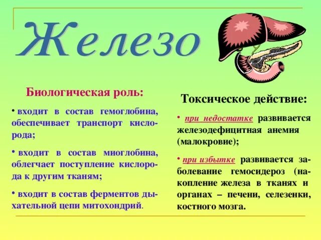 Железо в организме человека его роль. Железо роль в организме. Биологическая роль железа в организме человека. Чем полезно железо для организма. Роль железа в жизни человека.