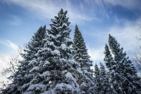 Приснились ели и