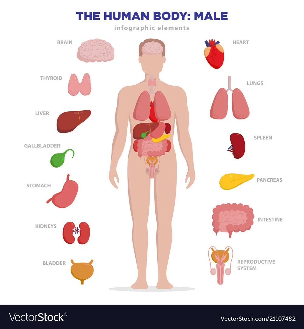 Органы человека. Внутренние органы человека схема. Силуэт человека с внутренними органами. Макет внутренних органов. Мужчина без органа