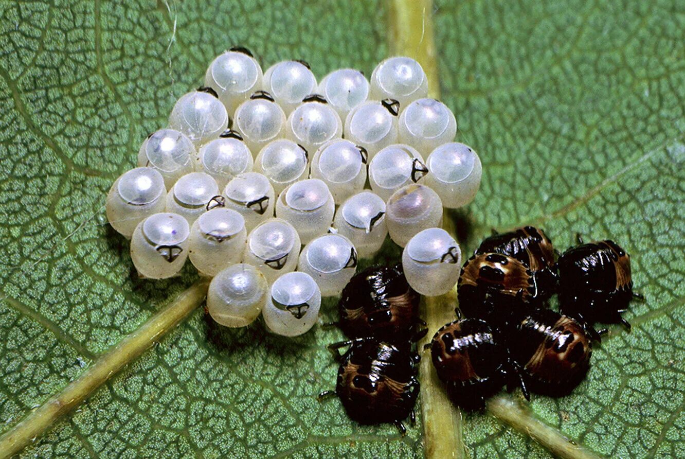 Pentatomidae яйца