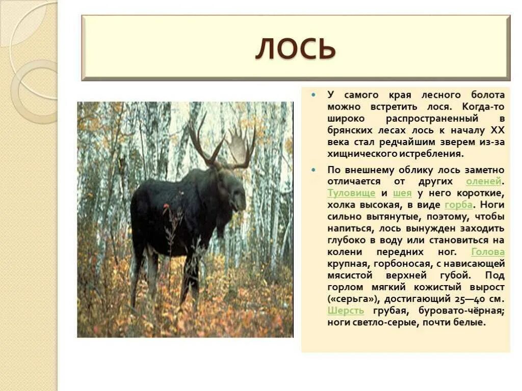 Что означает лось. Лось. Животные красной книги Брянской области. Сообщение о Лосе. Животные Брянской области занесенные в красную книгу.