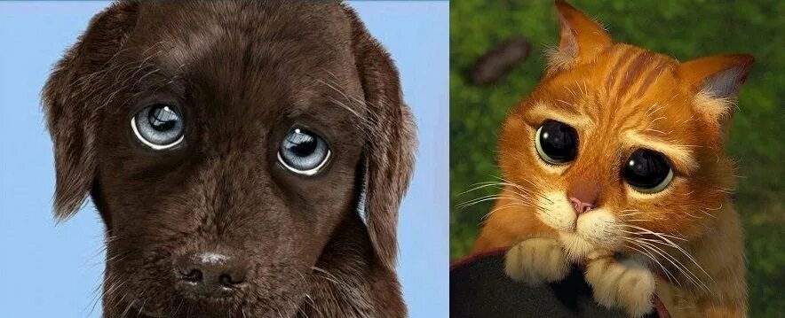 Жалкий б. Жалостливые глаза кота из Шрека. Кот Шрек глаза. Жалобные глазки. Кот с жалостливыми глазами.
