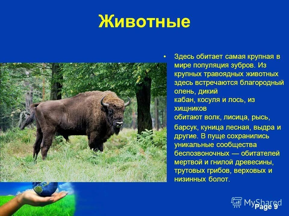 В какой зоне обитает зубр. Беловежская пуща презентация. Презентация на тему Беловежская пуща. ЗУБР хищник или растительноядное животное. Дикий кабан хищник или травоядное.