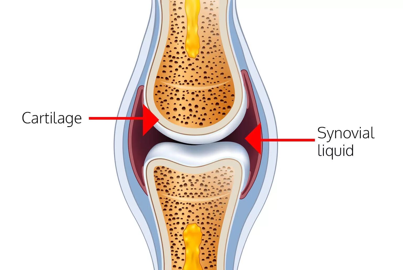 Синовиальная жидкость в коленном суставе. Суставная синовиальная жидкость коленного сустава. Сунаидальная жидкость в суставе. Строение сустава человека хрящ суставная жидкость.