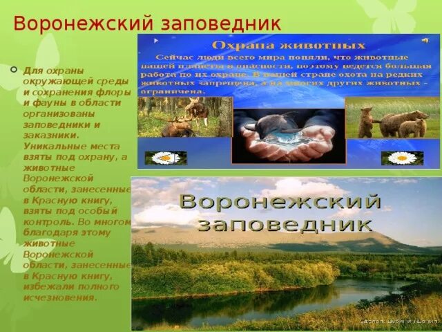 Охрана природы брянской области проект по окм Брянский лес География Заповедник Брянский лес