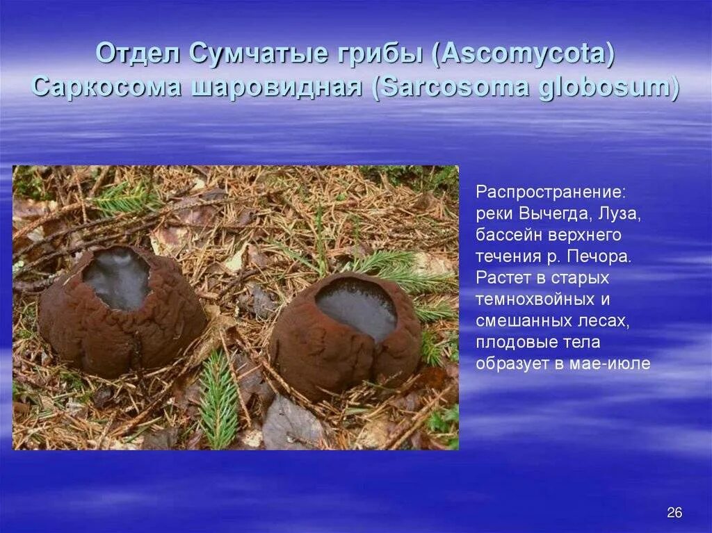 Молодильный гриб саркосома. Ведьмин котел саркосома шаровидная. Саркосома шаровидная sarcosoma globosum. Саркосома шаровидная. Молодильный гриб саркосома.