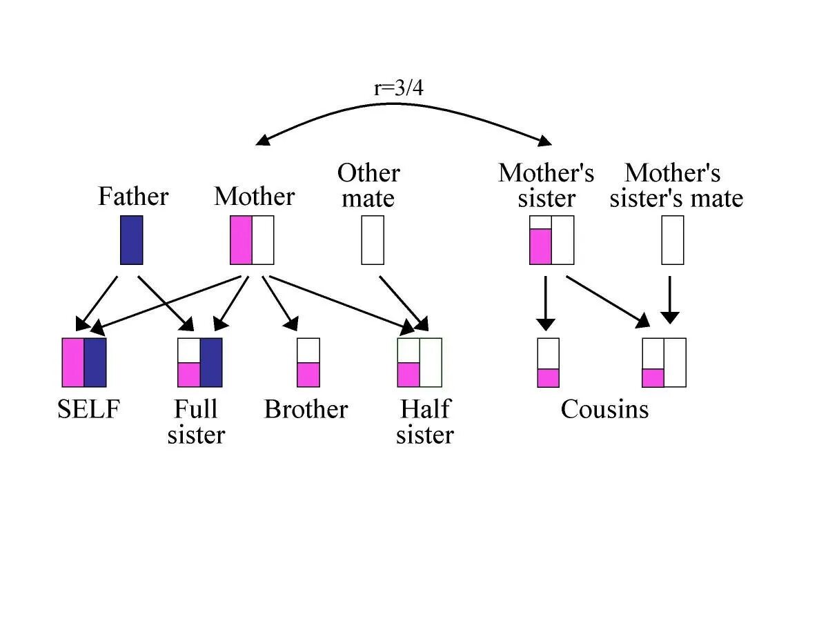 Half brother. Half brother перевод. Step и half sister разница.