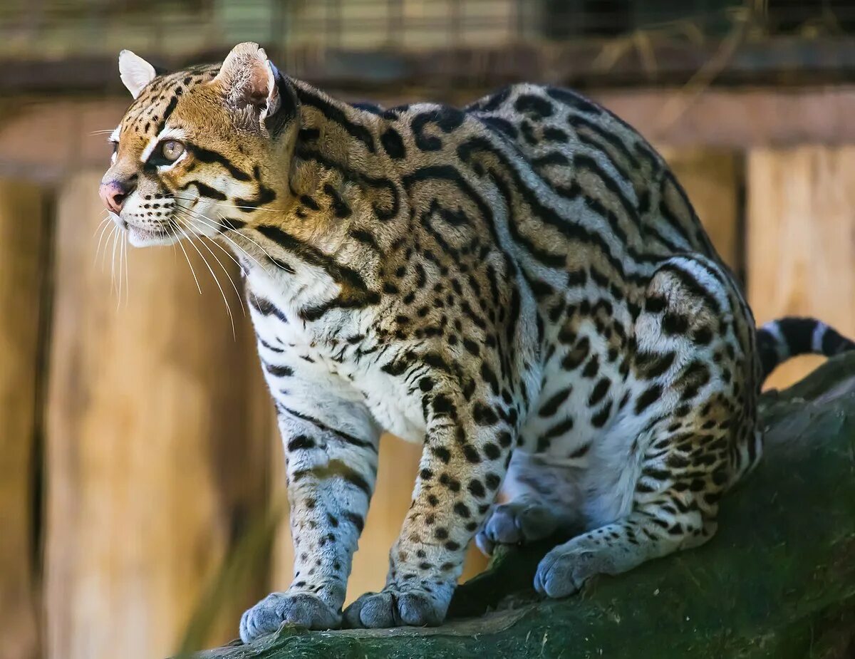 Оцелот цена. Леопард Оцелот. Оцелот (leopardus pardalis). Леопард онцилла. Пятнистый Оцелот.