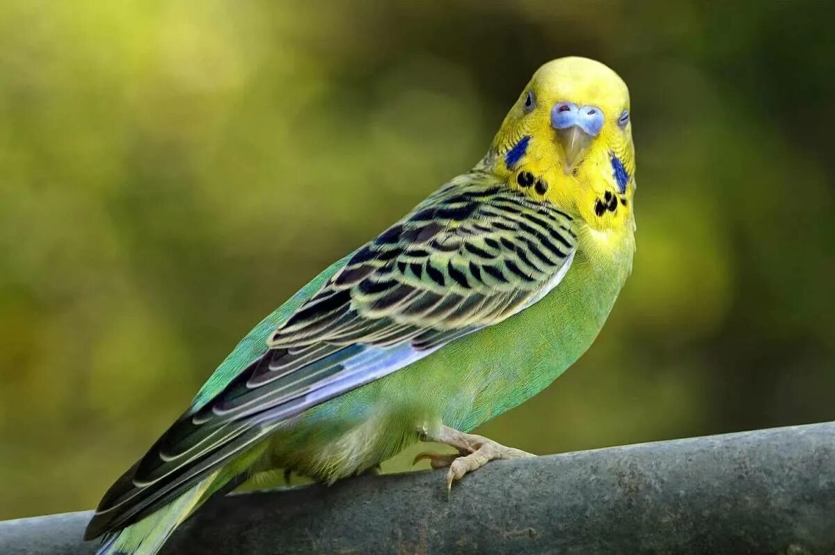 Попугаи волнистые попугайчики. Волнистый попугайчик в Австралии. Волнистый попугай Budgie. Попугай зеленый волнистик.