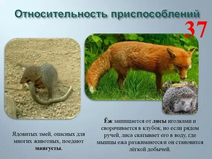 Относительный характер приспособленности к среде обитания