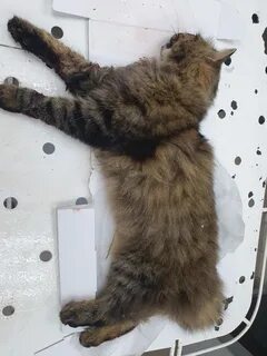 Коту сбиваются