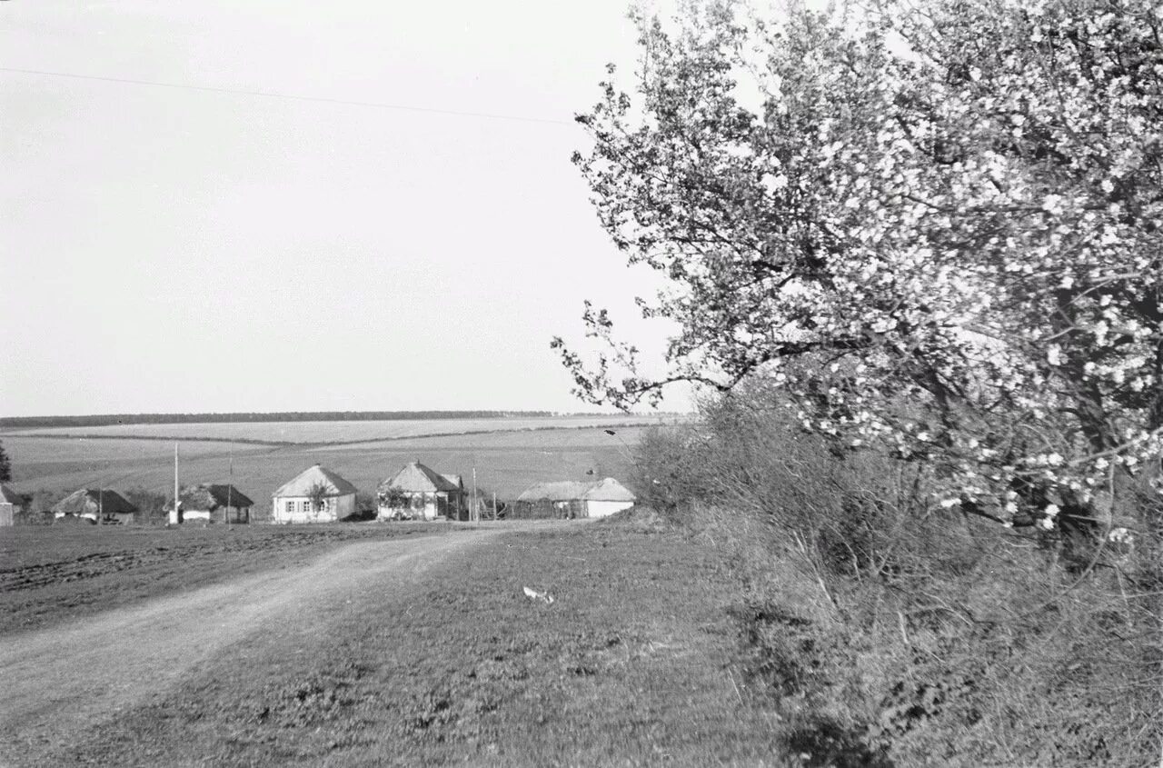 Белгородская область в 1943 году. Село Яковлево Белгородской области 1941 года. Белгород 1943 год.