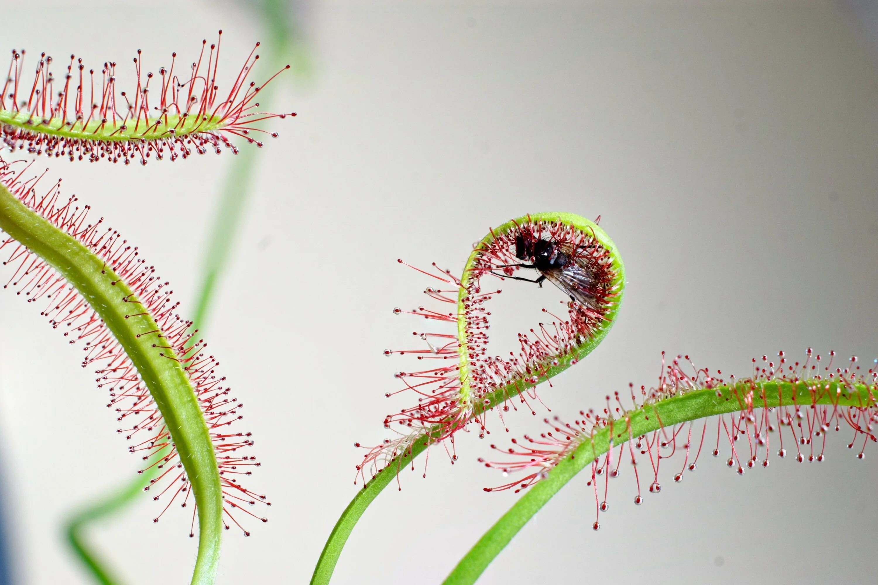 Росянка и насекомые тип взаимоотношений. Росянка (Drosera). Росянка Капская.