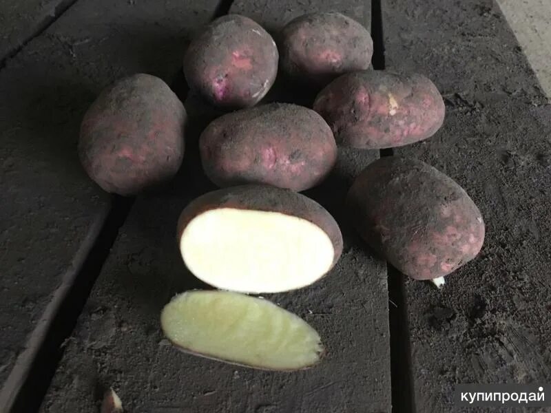 Какой сорт картофеля самый вкусный в беларуси. Картофель вектар белорусский. белорусская картошка сорт абдурахим. вектор белорусский сорт картофеля. картошка сорт вектор.