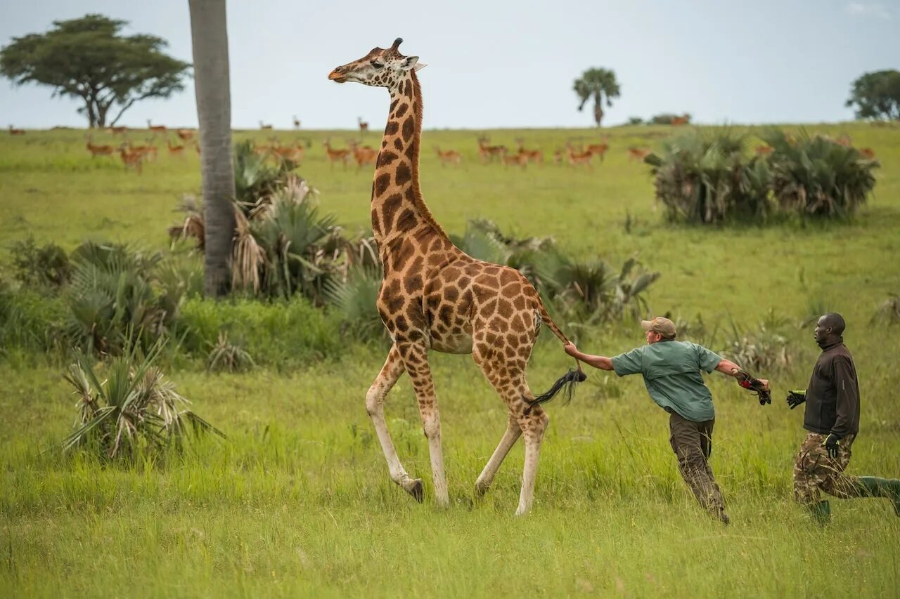 Африканский Жираф. Среда обитания жирафа. Враги жирафа в дикой природе. Где обитают Жирафы.