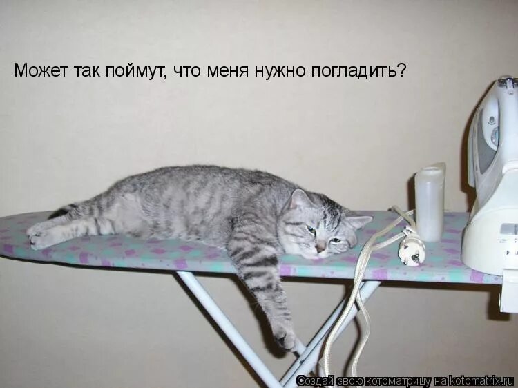Я делаю все возможное чтобы гладить. Куда лучше гладить кошку. Погладь кота юмор. Глажка кота. Глажка белья.