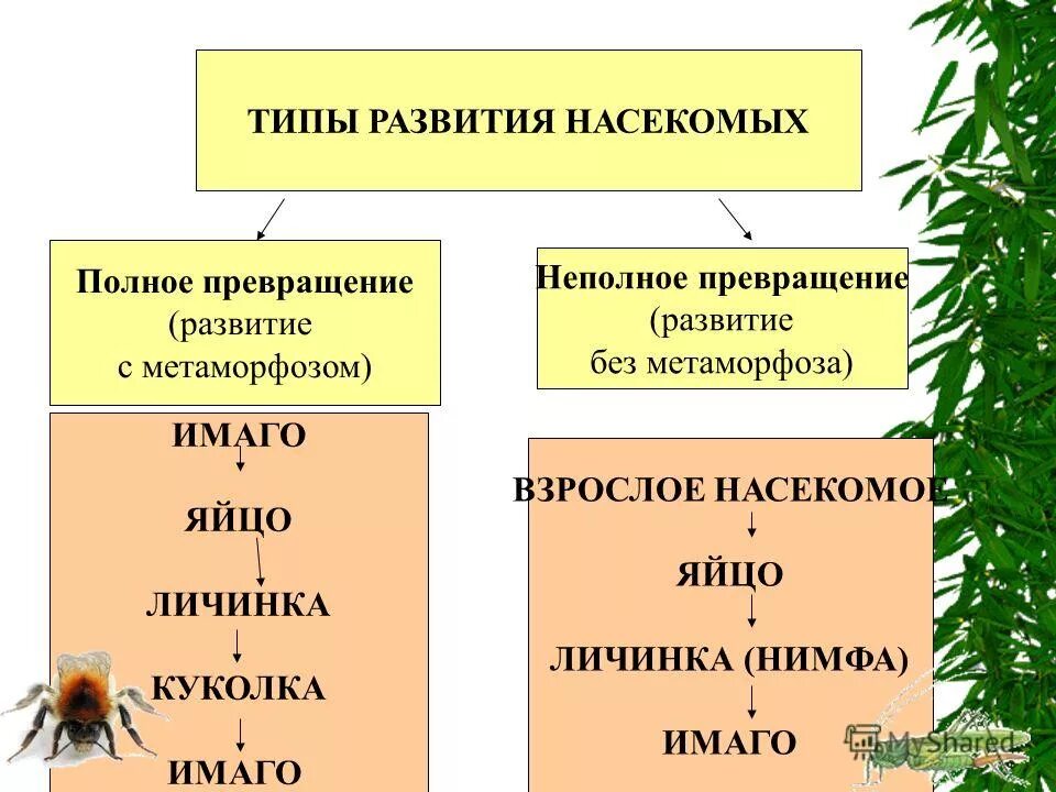 Полное и неполное превращение насекомых. Развитие с полным и неполным превращением. Тип развития насекомых с полным и неполным превращением. (Развитие с полным и развитие с неполным превращением).