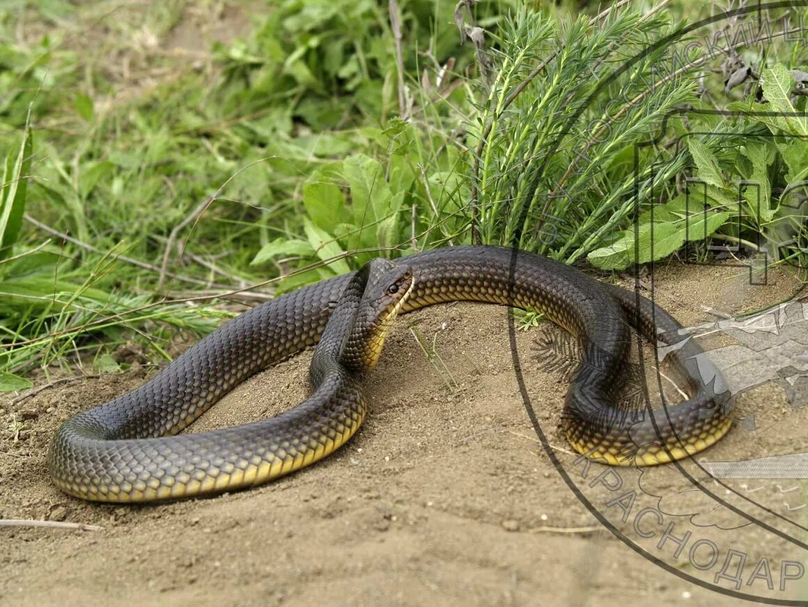 Желтобрюхий полоз. Полоз змея желтобрюхий. Полоз в Краснодарском крае желтобрюх. Желтобрюхий полоз (Dolichophis caspius).