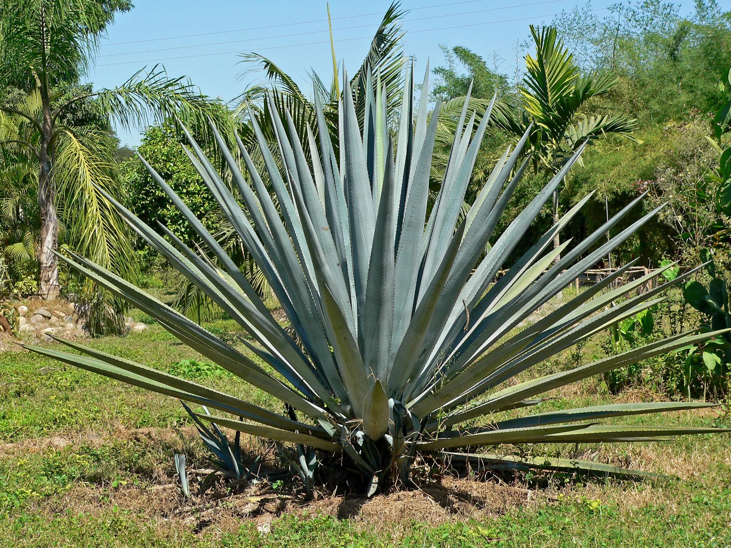 Текила agave. Голубая Агава Мексика. Текила Кактус голубая Агава. Голубая Агава цветет. Агава растение Мексика.