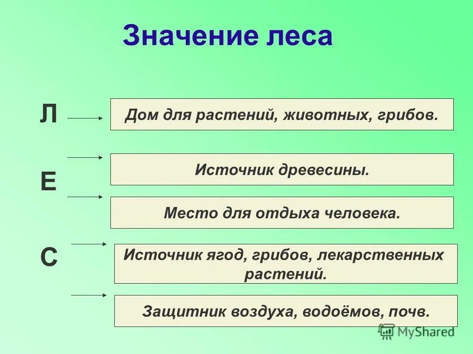 Природное сообщество лес ярусы. Значение леса для человека. Схема значение леса. Значение леса для животных. Значимость леса для человека.