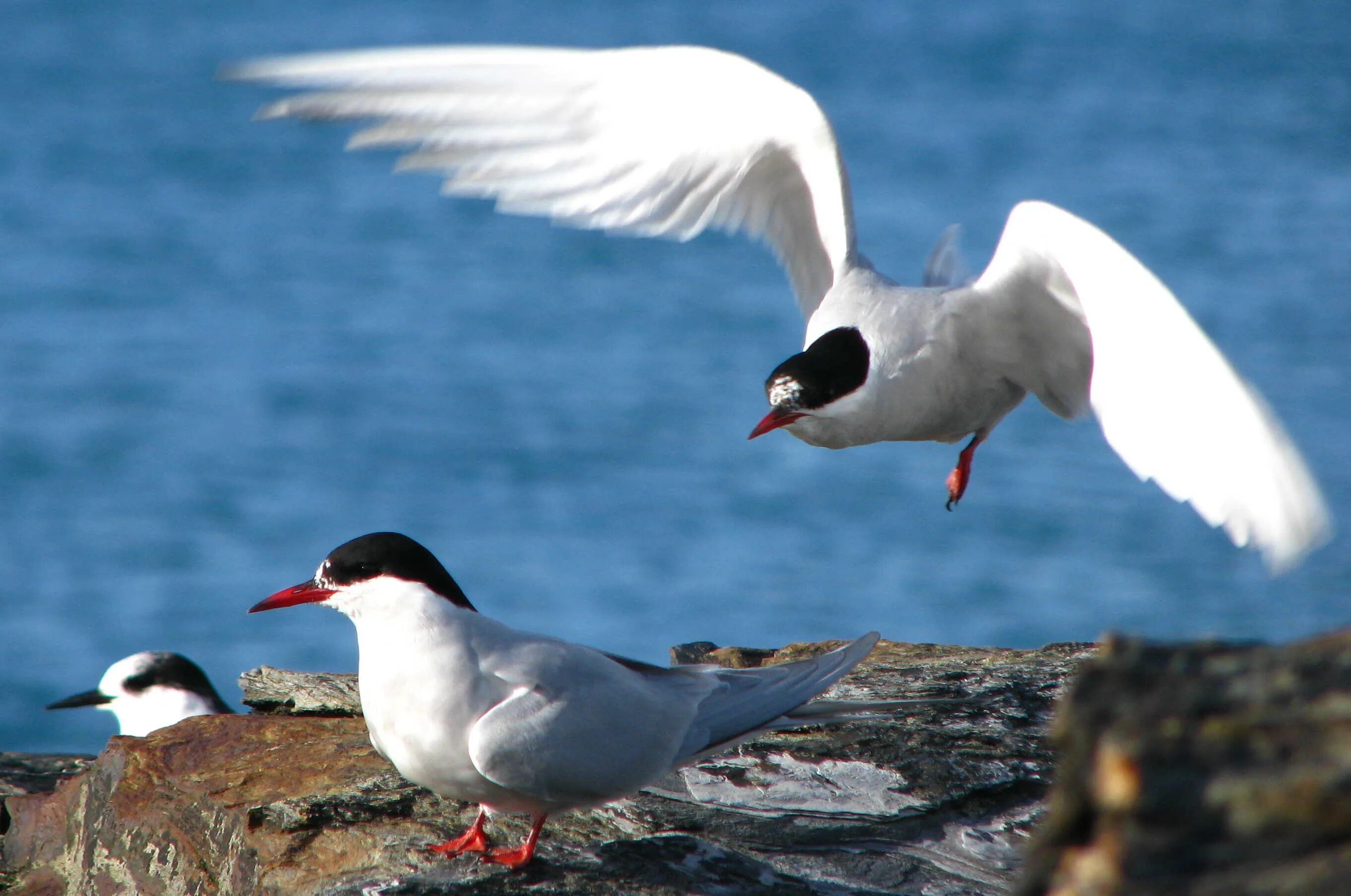 императорский пингвин aptenodytes forsteri. антарктида птицы обитающие. антарктида птицы обитающие. птицы антарктиды. антарктический буревестник.