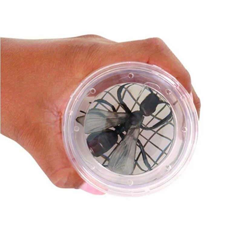 Box bug