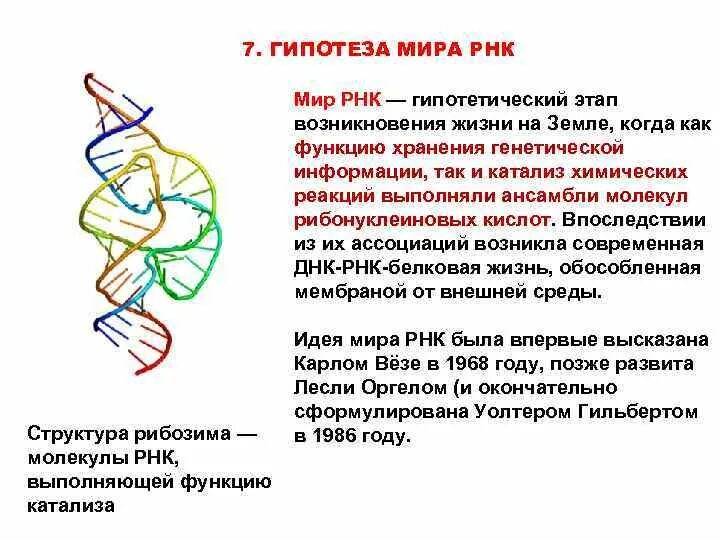 Гипотеза РНК. Мир РНК гипотеза. РНК теория происхождения жизни.