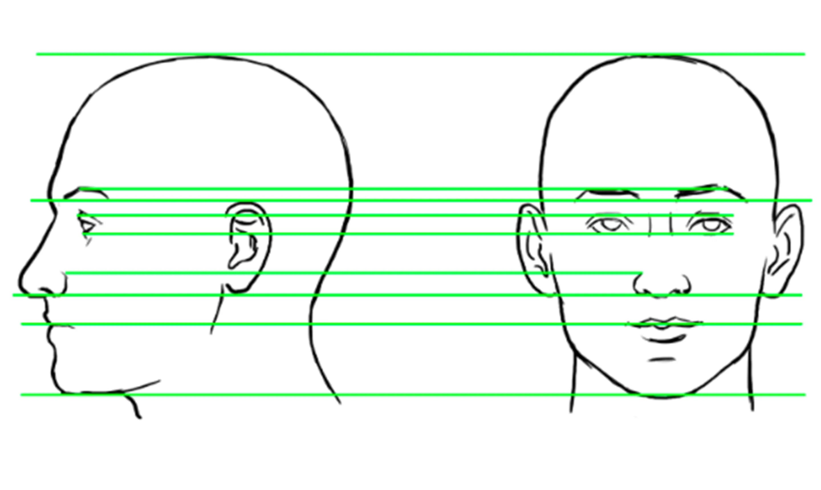 Полная информация о профиле человека. Голова человека в анфас и профиль. Лицо ФАС И профиль рисунок. Разметка головы. Схематичное изображение человека в профиль.