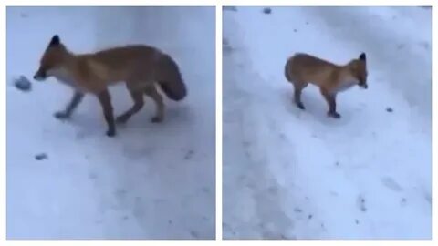 Лин хозяйка постоялого двора рыжая лисица