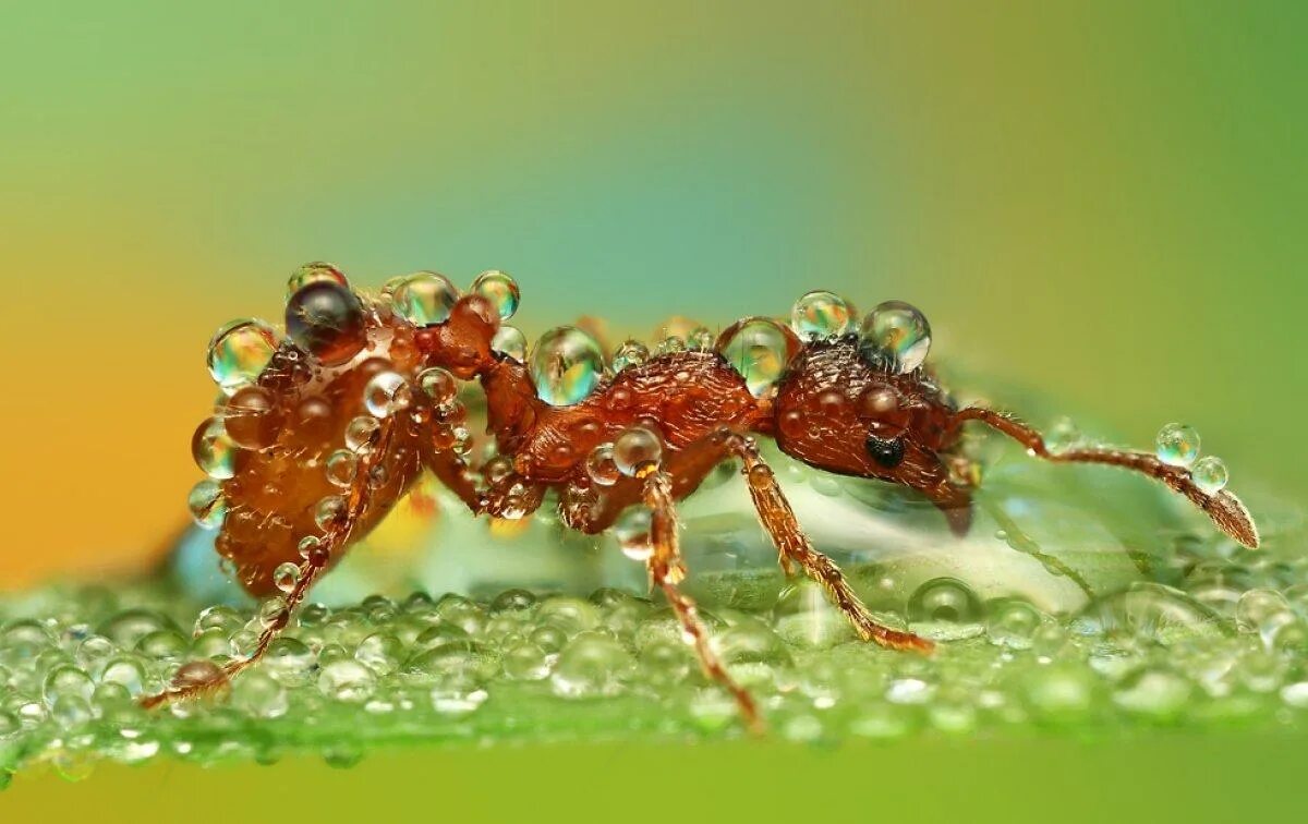 Муравей под дождем. Для муравья и роса наводнение. Водные муравьи. Макромир муравьи. Муравей.