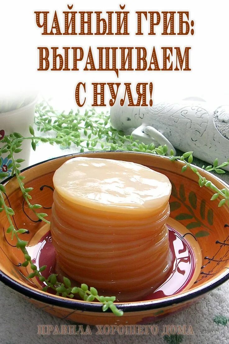 Чайный гриб скат. Чайный гриб. Зародыши чайного гриба. Чайный гриб рецепт. Вырастить чайный гриб рецепт.