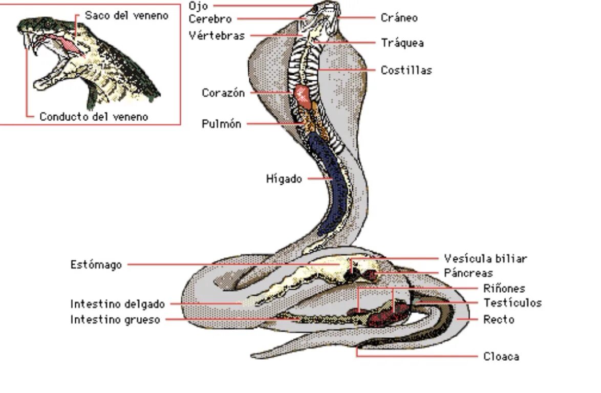 Строение питона. Внутреннее строение кобры. Внутреннее строение королевской кобры. Пищеварительная система змеи схема.