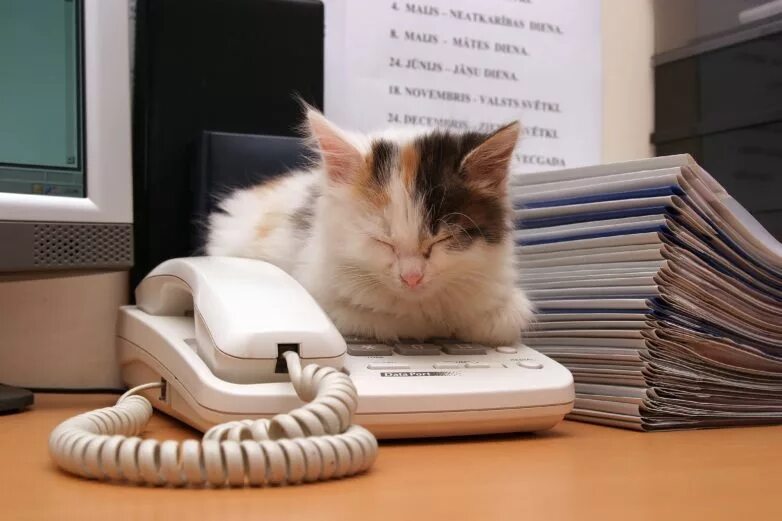 Кот в офисе. Кошка за компьютером. Работающий кот картинки. Работающий кот картинки. Котенок за компьютером.