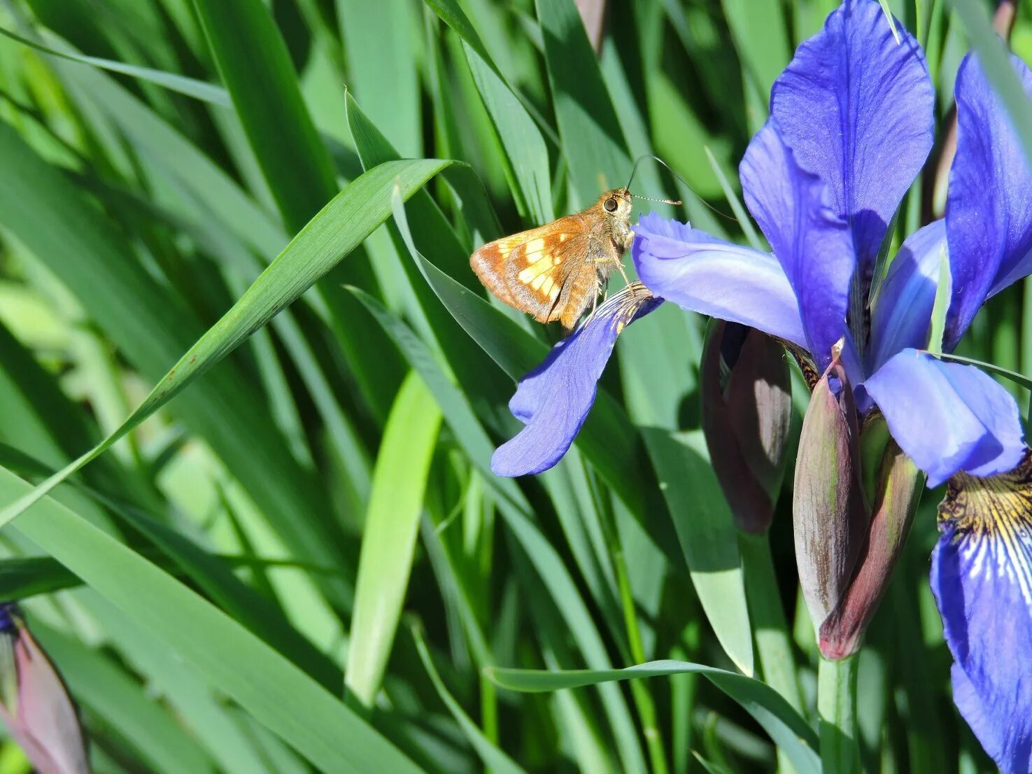 ирис ягода. ирис ягода. комнатный ирис неомарика. ирис гжелка. ирис русский (касатик).