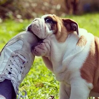 Just dogs