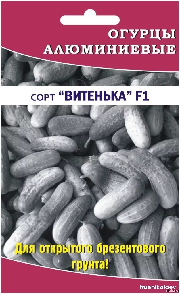 Цой огурцы слушать. Алюминиевые огурцы на брезентовом поле. Я сажаю алюминиевые огурцы. Я сажаю алюминиевые огурцы на брезентовом поле.