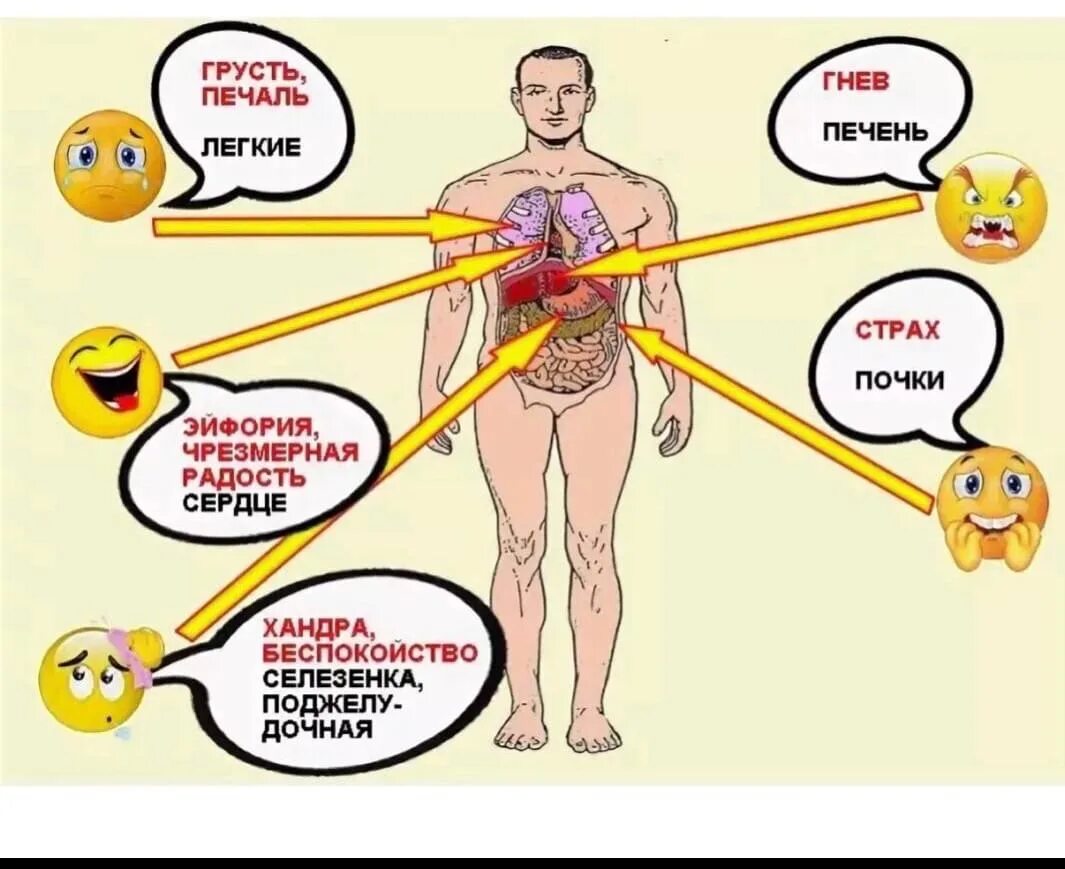 Страх органов человека. Влияние эмоций на организм человека. Эмоции связанные с органами. Влияние эмоций на внутренние органы. Органы отвечающие за эмоции.