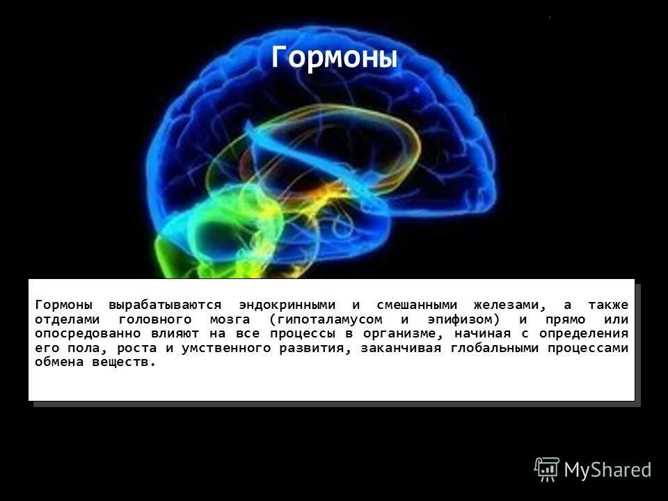 Гормоны вырабатываемые мозгом