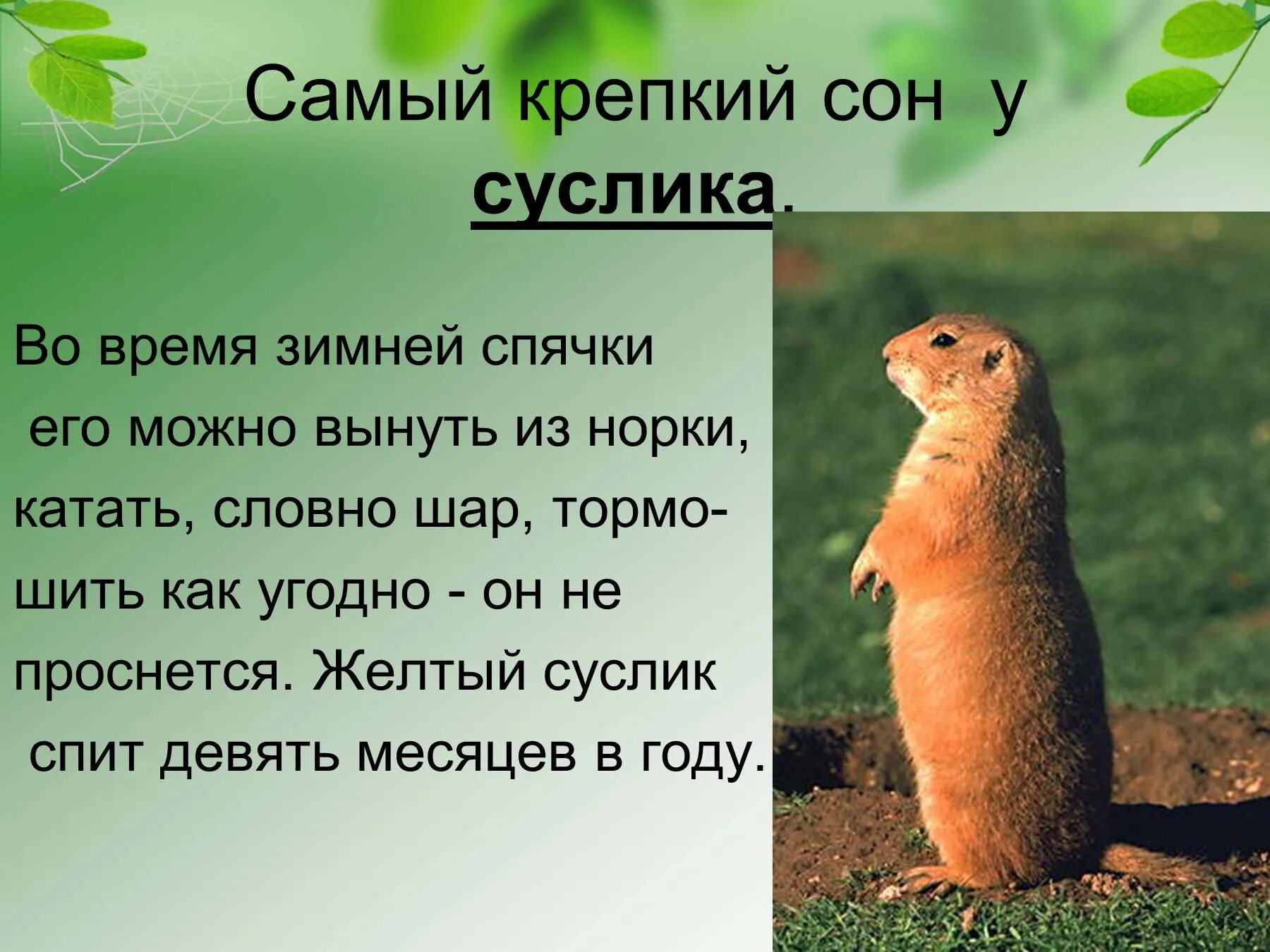 Суслик может не есть и не пить. Интересные факты о сусликах. информация о суслике. суслик описание. доклад про суслика.