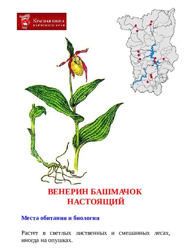 Красная книга пермского края растения с картинками