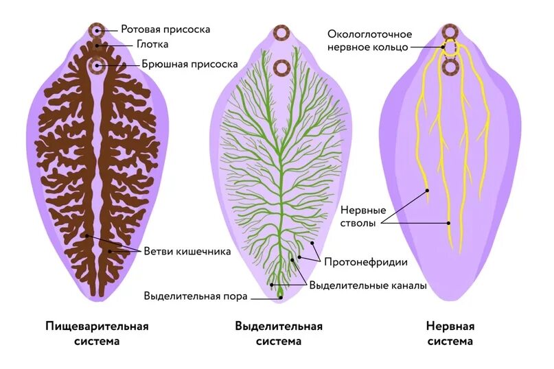 Выделительная система печеночного сосальщика препарат. Строение выделительной системы печеночного сосальщика. Пищеварительная система печеночного сосальщика. Пищеварительная и выделительная система печеночного сосальщика.