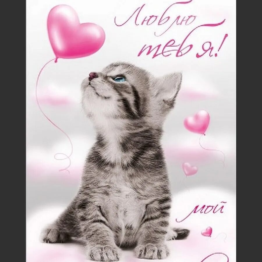 Люблю тебя котенок. Мой любимый кот. Люблю тебя мой котенок. Люблю тебя котик. Люблю тебя котик.