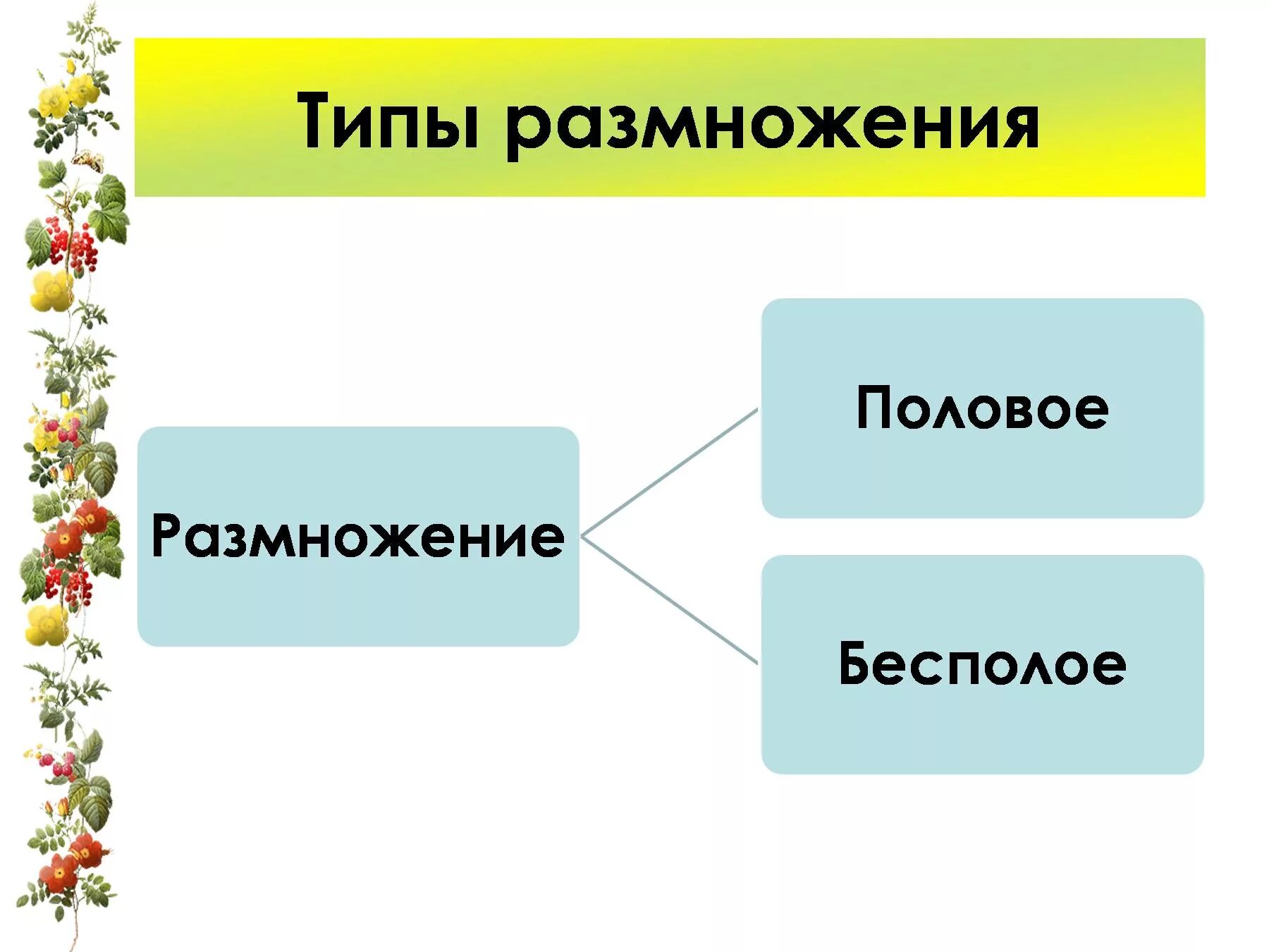 Назовите тип размножения