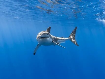 Скачать обои акула, подводный мир, белая акула, shark, underwater world раз...