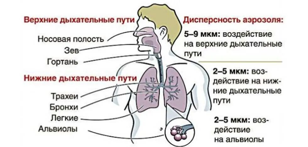 Кашель воздух дыхание. Поражение органов дыхания. Заболевания дыхательных путей. Заболевания дыхательных путей и легких. Лекарство болезни дыхательных путей.