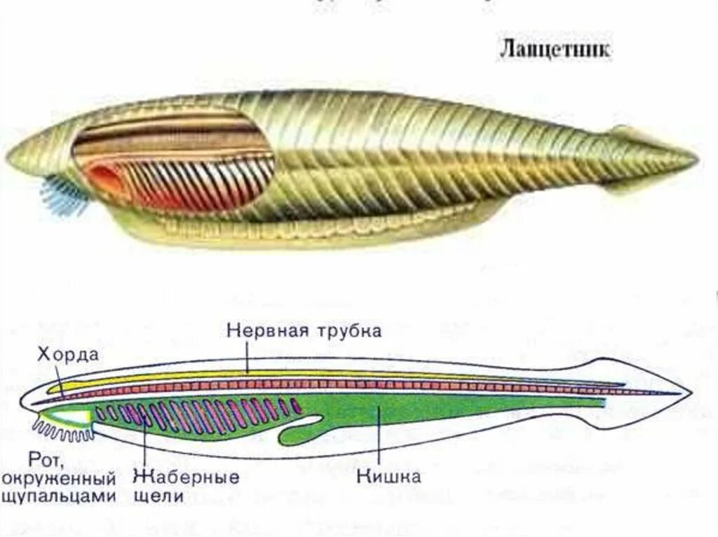 Класс рыбы ланцетники. Ланцетник хорда нервная трубка. Строение нервной системы ланцетника. Центральная нервная система ланцетника. Трубчатая нервная система ланцетника.