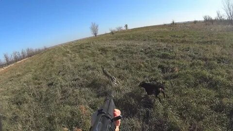 Охота на зайца с подхода видео