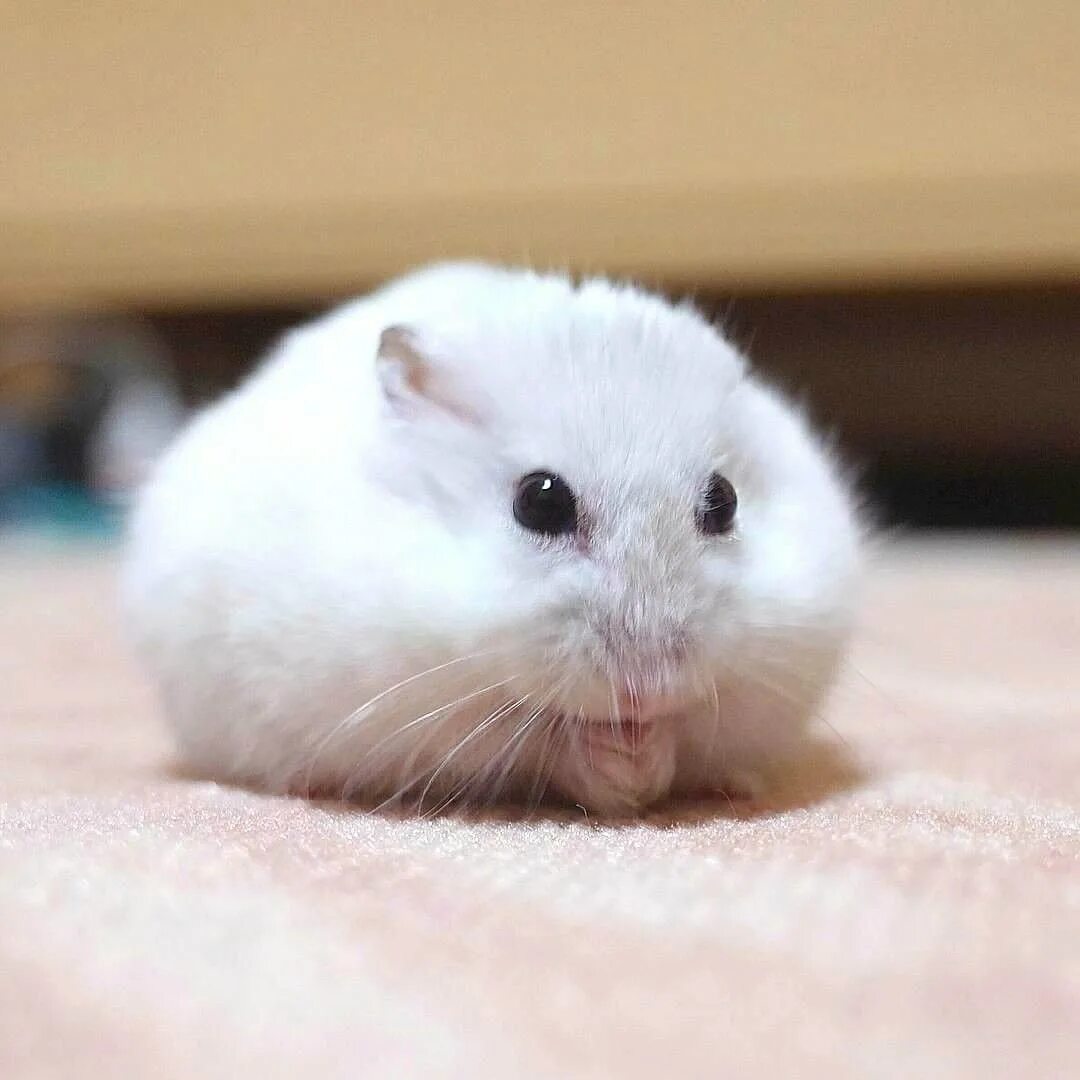 Сирийский хомяк хома. Милые хомячки фото. Хомяк хамстер. Милые хомячки. Сирийский хомяк хома.