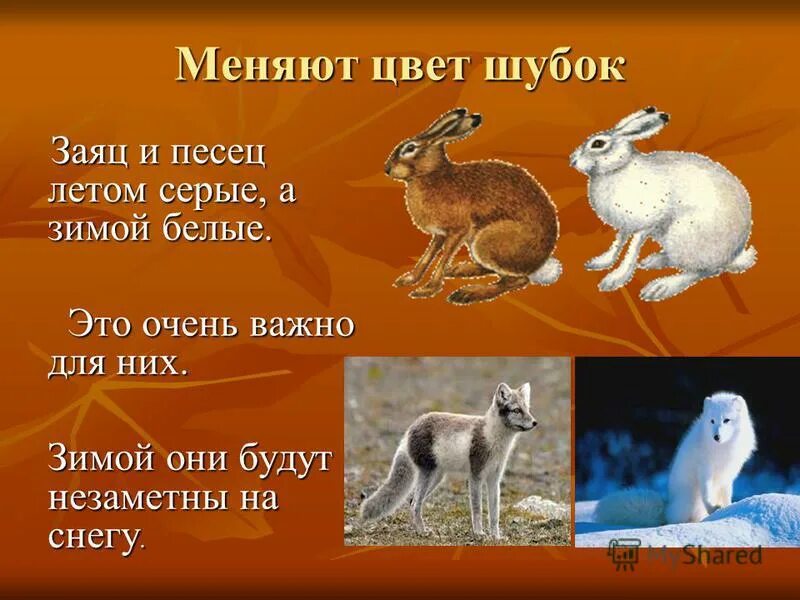 Какие животные меняют окраску к зиме
